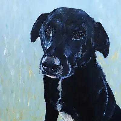 Oil portrait of a black Labrador with a gentle head tilt