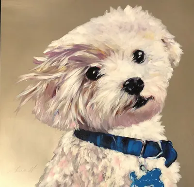 Acrylic-on-aluminum portrait of a small white Maltese with a blue collar