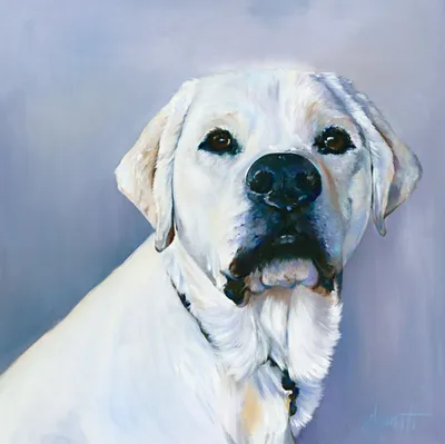 Oil portrait of Zach, a white Labrador in cool grey light